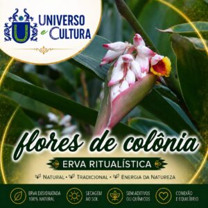 Flores de Colônia (Alpinia Zerumbet)