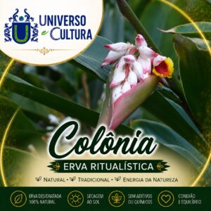 Colônia (Alpinia Zerumbet)