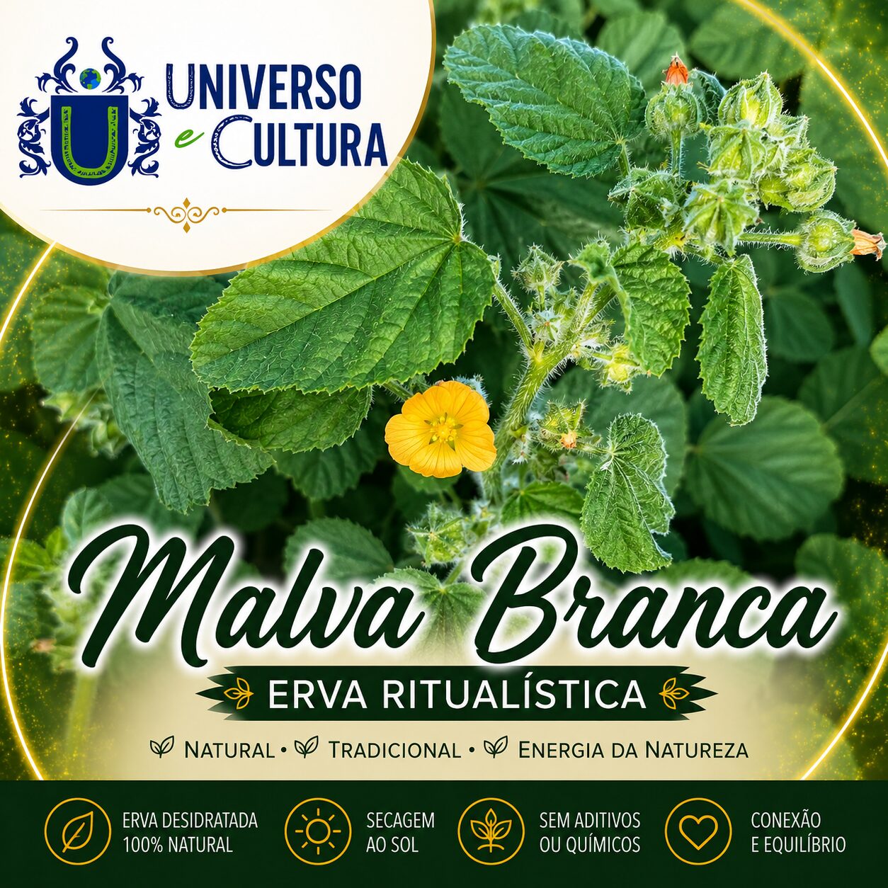 Malva Branca (Sida Cordifolia)